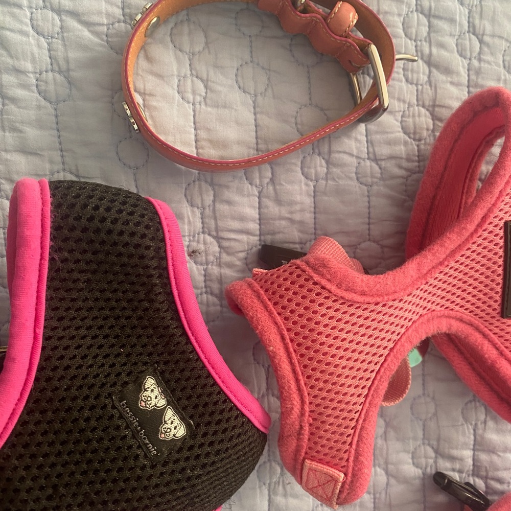Collection of Items for Toy Sized Dog